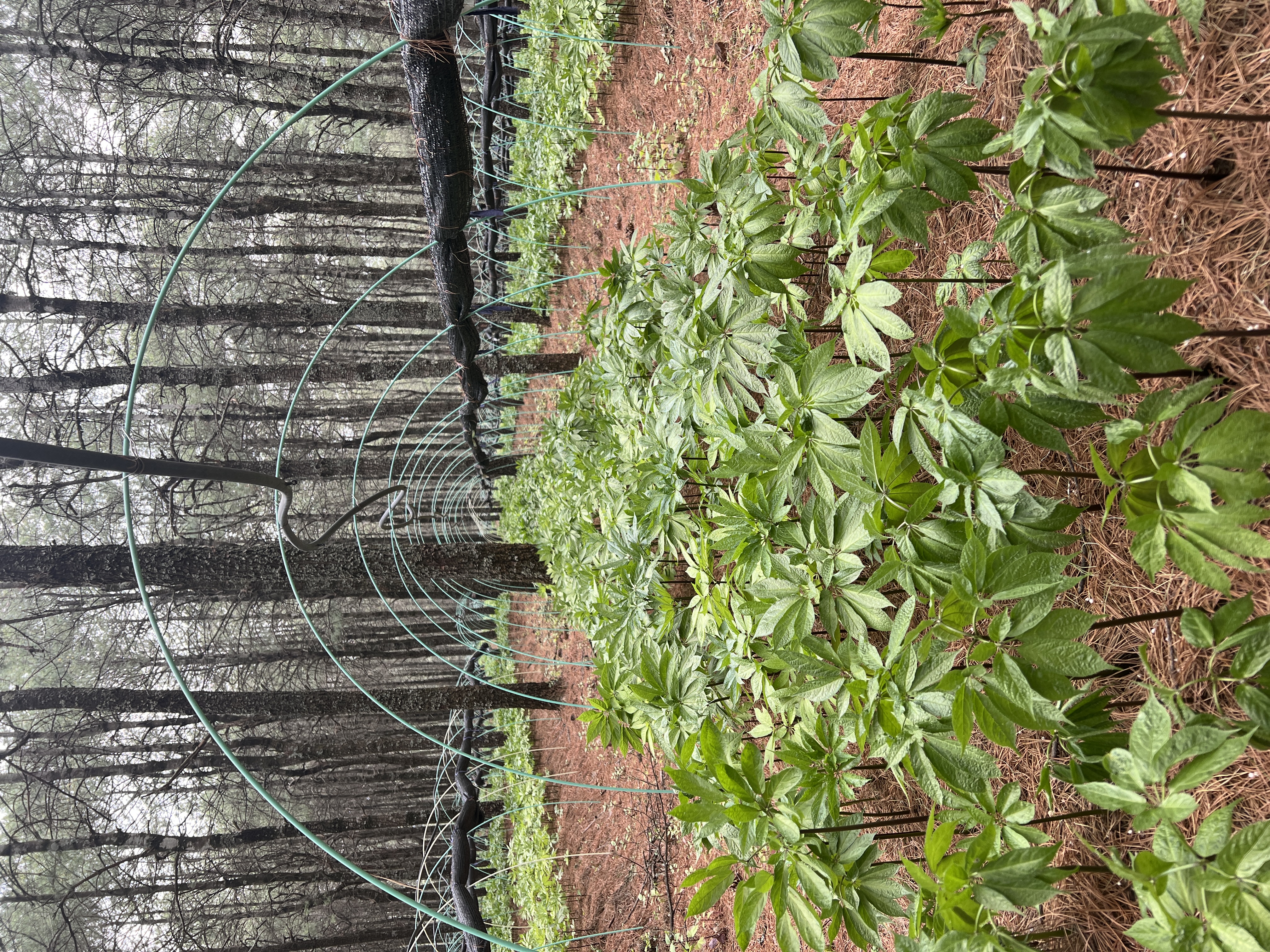 白背三七植株特写