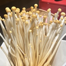 安徽黄金针菇诚信经营物美价廉品质保证欢迎老板来电