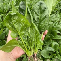 [牛]山东聊城大叶菠菜碧绿鲜嫩农家自产品质保障