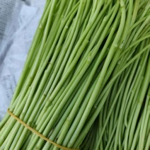 云南芦蒿大量上市品质保证一手货源诚信经营欢迎选购