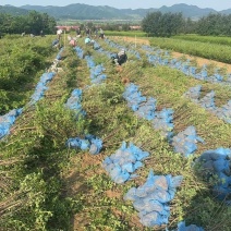 金露梅金老梅质量保证量大从优欢迎咨询