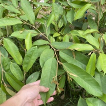 海南黑刺榴莲嫁接苗