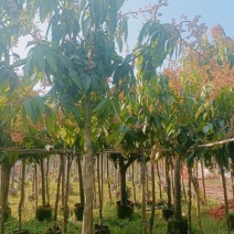 芒果树