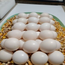 鸽子蛋，品质好，货量大，自己养殖，欢迎采购