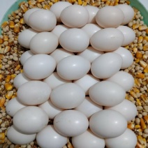 高品质鸽子蛋，品质好，货量大，自己养殖，欢迎采购