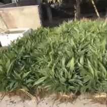 益智苗