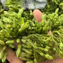 云南源头直发，鲜嫩夜香花，量大从优，诚信经营欢迎电话联系