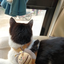 奶牛猫