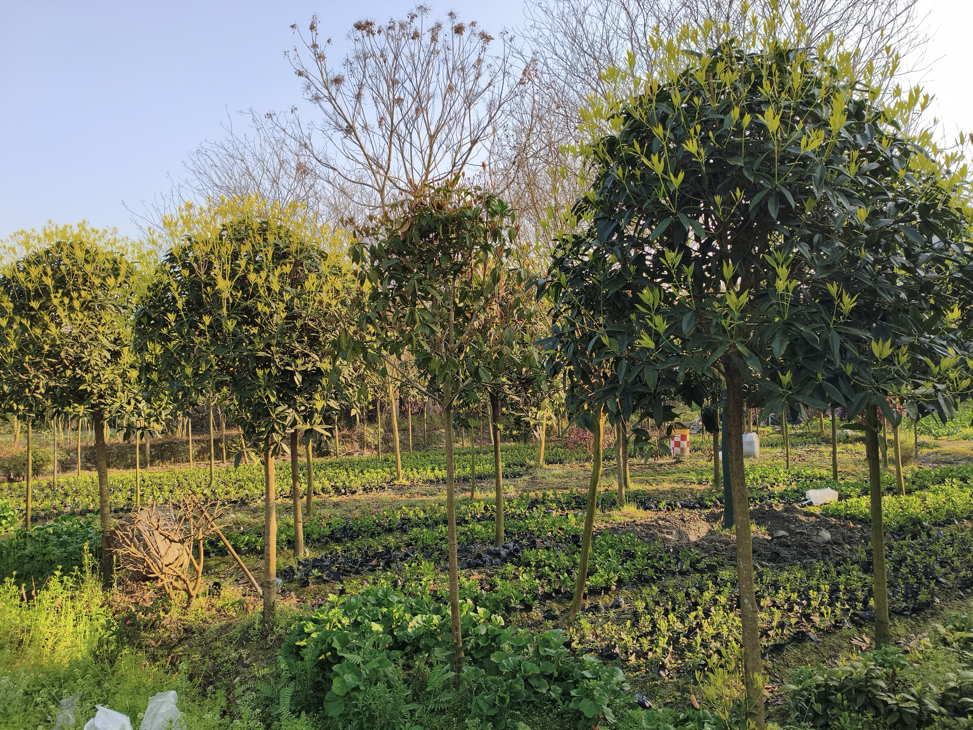 清晨时分,农民正在桂花林中手工采摘丹桂花,竹篮里盛满新鲜橙红色花朵,背景为雾气缭绕的丘陵果园,远处有晾晒花材的竹席,展现从田间到初加工的完整链条,强调农产品的原生态属性 丹桂采摘与初加工场景