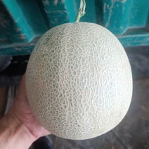 海南网纹瓜产地直发，皮薄肉厚，口感软甜，货源充足。