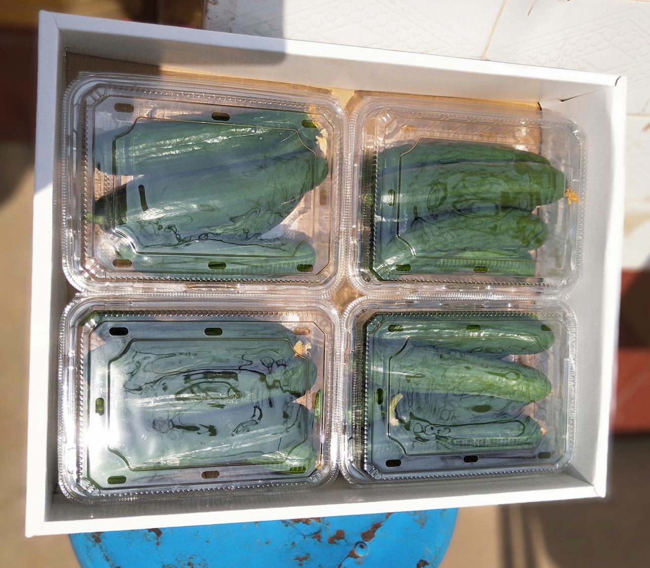 拇指黄瓜礼盒包装展示