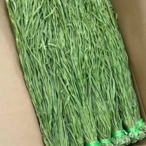 精品贡菜原产地直供货源充足量大价优欢迎选购