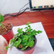 青叶吊兰80盆