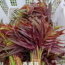 红香椿芽，香味醇厚浓郁，新鲜采摘产地发货。