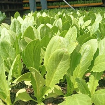 油麦菜苗
