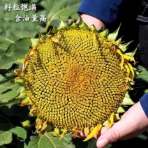 超级矮大头XC7676油葵种子早熟矮杆高产高油抗病