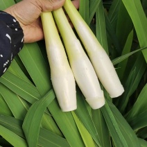 台湾茭，个大米白，供应市场，电商食堂货社区团购，美团多多