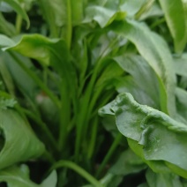 大叶青菜