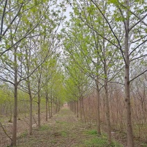 北方枫杨，物美价廉。