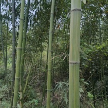 竹子