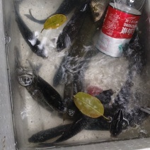 土鲫鱼，