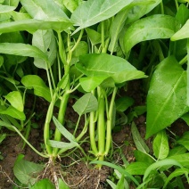 金榕三叉菜空心菜种子种籽苗四季菜苗带根种植菜种蔬菜菜籽