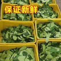 广东香水柠檬叶新鲜采摘，广州市增城区果园直发。