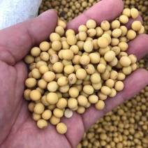 灌豆1号黄豆种子农家大豆种子中熟夏大豆宜机收黑脐黄豆大田