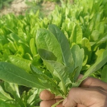 三青尖叶莴苣苗