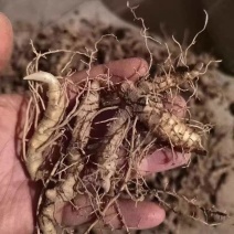 黄精苗，大别山多花黄精苗，量大欢迎咨询选购