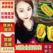 博洋甜瓜山东费县甜瓜〔优选〕产地现货可视频看过议价，来电