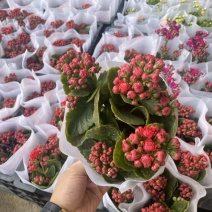 长寿花