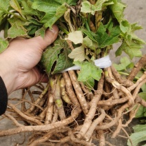 大通草苗