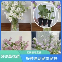 风铃花苗基地直发阳台观赏盆栽懒人高雅小清新四季开花易活耐
