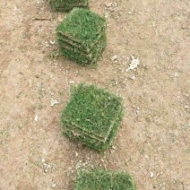 绿化草皮