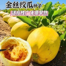 拍砸改良双抗金丝绞瓜种子抗病四季播种天然粉丝早熟高产