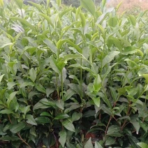 金牡丹茶苗，龙井43茶苗，陕西茶苗，商洛茶叶苗