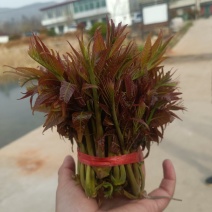 山东香椿红油香椿芽/产地现摘现发货/对接电商货市场要货提