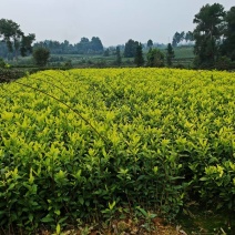 奶白茶苗，安吉白茶苗，湖北安吉白茶苗，湖北奶白茶苗