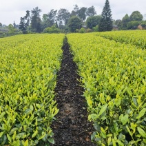 安吉奶白茶，昭通奶白茶苗，昭通安吉白茶苗，昭通茶叶苗基地