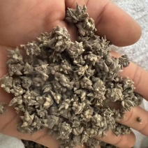 家种猫爪草产地批发