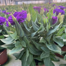 洋桔梗盆栽花苗带花苞带花洋玫瑰多年生好养活四季开阳台庭院