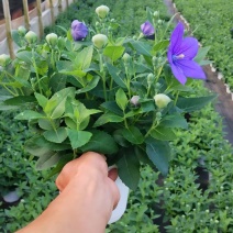 中华桔梗花苗盆栽带花苞花卉绿植物室内好养活四季耐寒耐冻洋