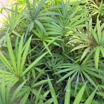 海南星月菩提籽星月树苗盆栽招财树园林庭院棕榈类星月菩提树