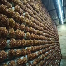 清水滑子菇
