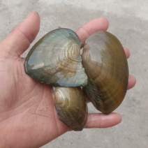 河蚌