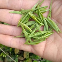 浙江桐庐高山云雾茶