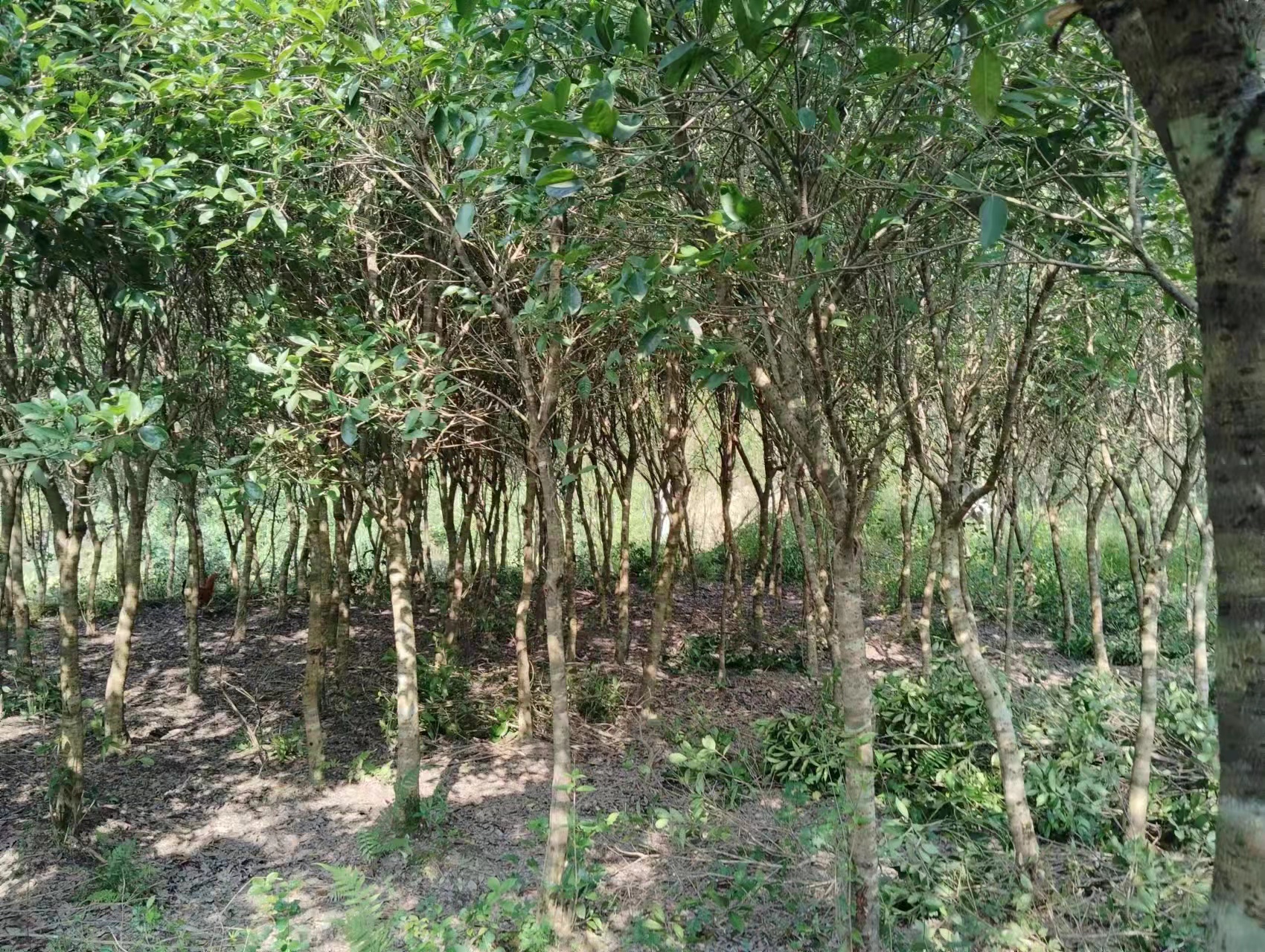 四季桂盛开特写