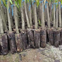 榴莲苗生苗占木1000株起发