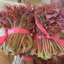 山东香椿芽新泰头茬红油香椿芽产地现摘现发货可代发货全国各